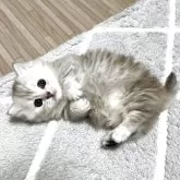 マンチカン(短足)【静岡県・女の子・2025年5月27日・シルバーパッチドタビー】の写真6