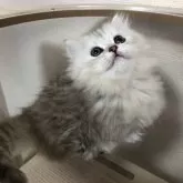 マンチカン(短足)【静岡県・女の子・2025年5月27日・シルバーパッチドタビー】の写真8