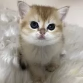 ブリティッシュショートヘア【静岡県・女の子・2025年4月17日・シェーデッドゴールデン】の写真9