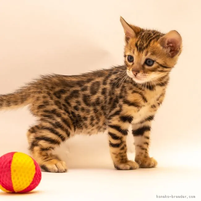 ID：2203-00501の子猫