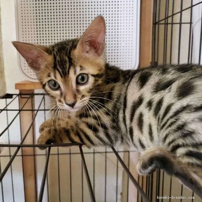ID：2003-00220の子猫