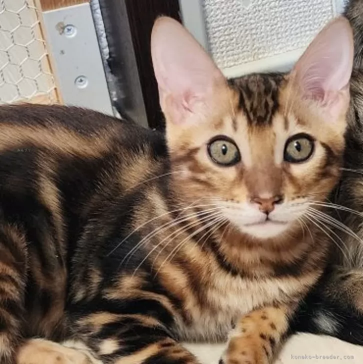 ID:2401-02080の子猫