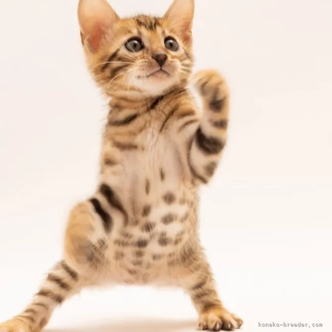 ID:2105-02630の子猫
