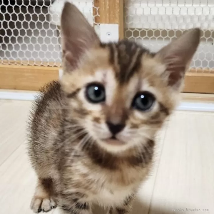 ID:2404-02685の子猫
