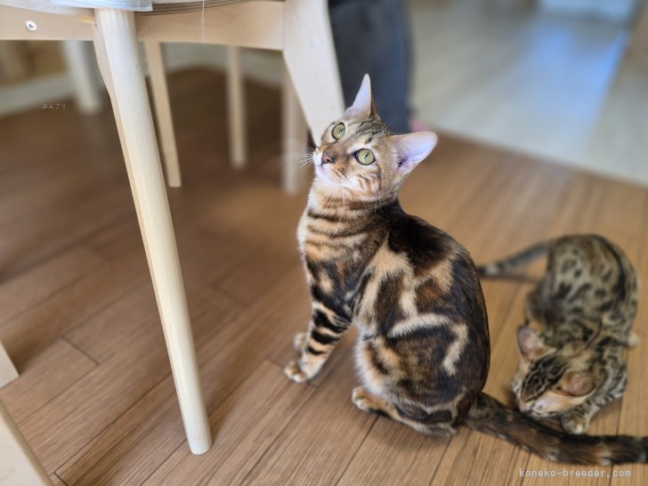 ベンガル【・女の子・2024年5月12日・ブラウンマーブルタビー】