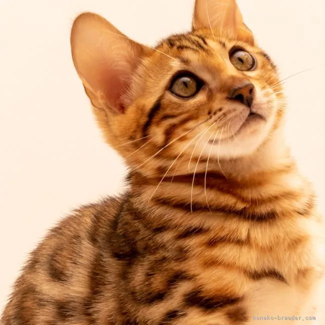 ID：2105-02627の子猫