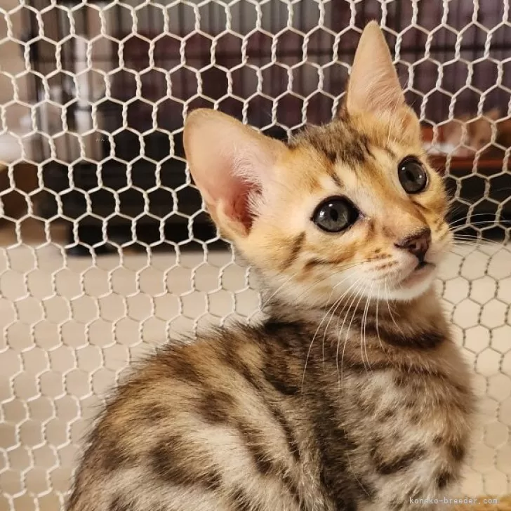 ID:2406-02113の子猫