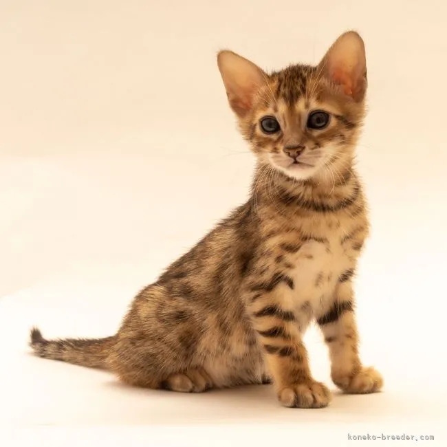 ID:2104-02174の子猫