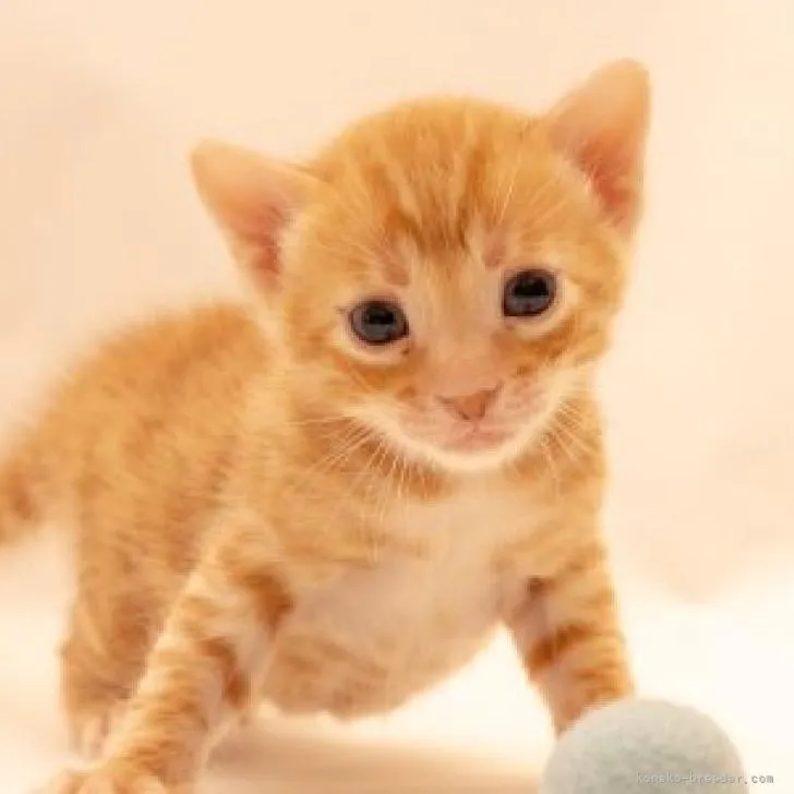 ID:2212-02593の子猫
