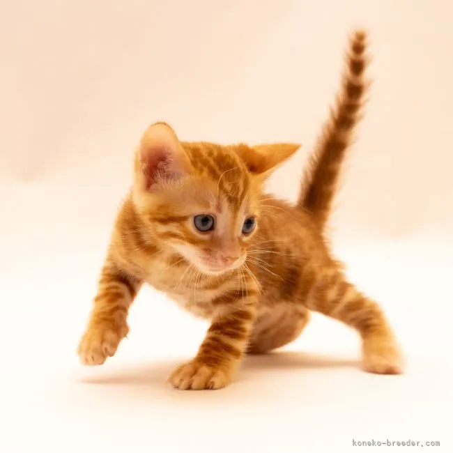 ID:2110-00764の子猫