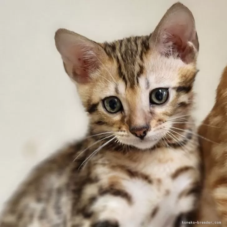 ID:2403-01471の子猫