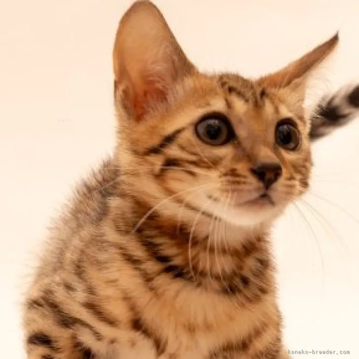 ID:2310-02868の子猫