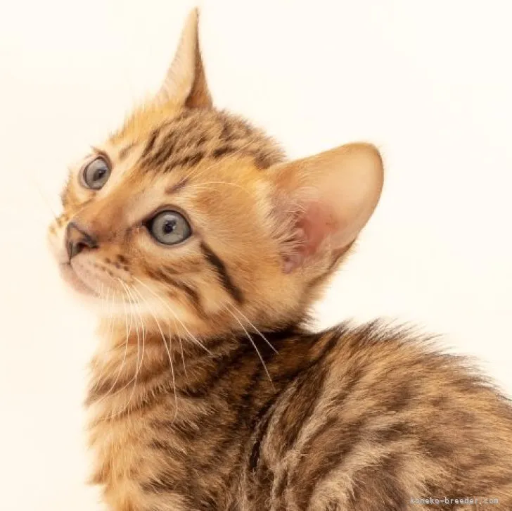 ID:2308-00872の子猫