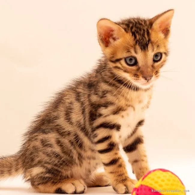 ID:2108-01233の子猫