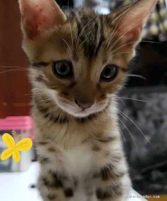 ID:2003-01372の子猫