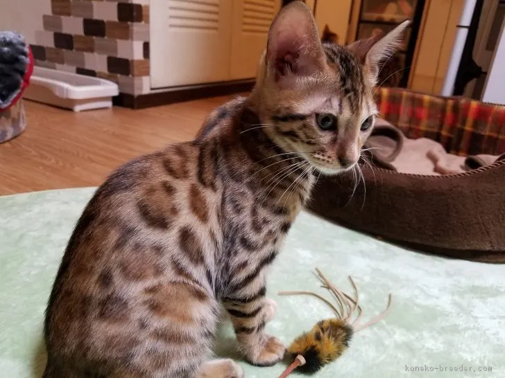 ID:1803-01406の子猫