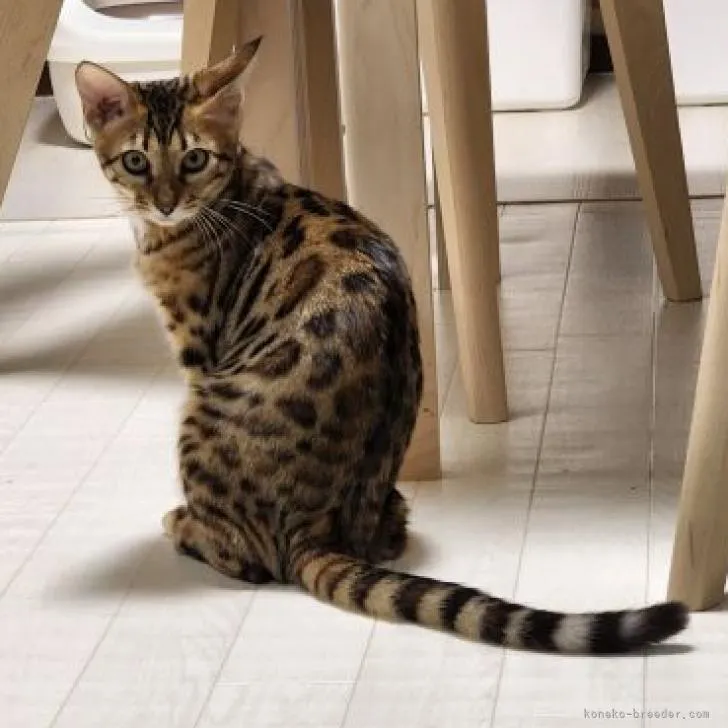 ID：2207-01277の子猫