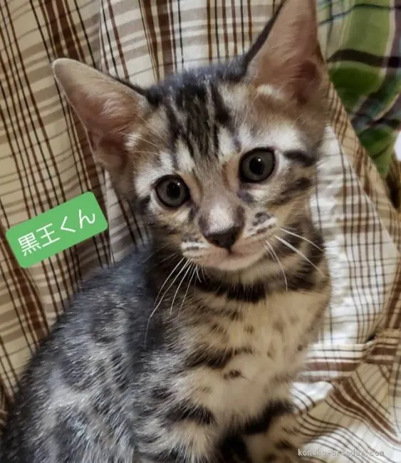 ID:2003-01377の子猫