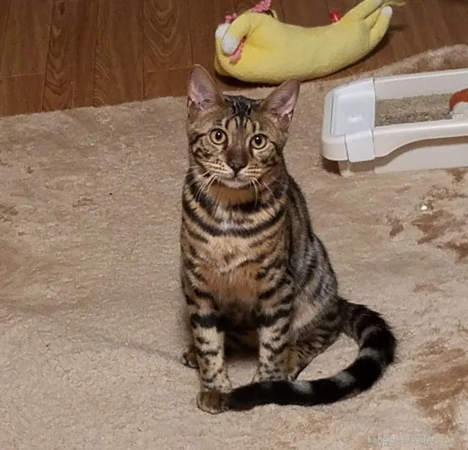 ID:1710-01221の子猫