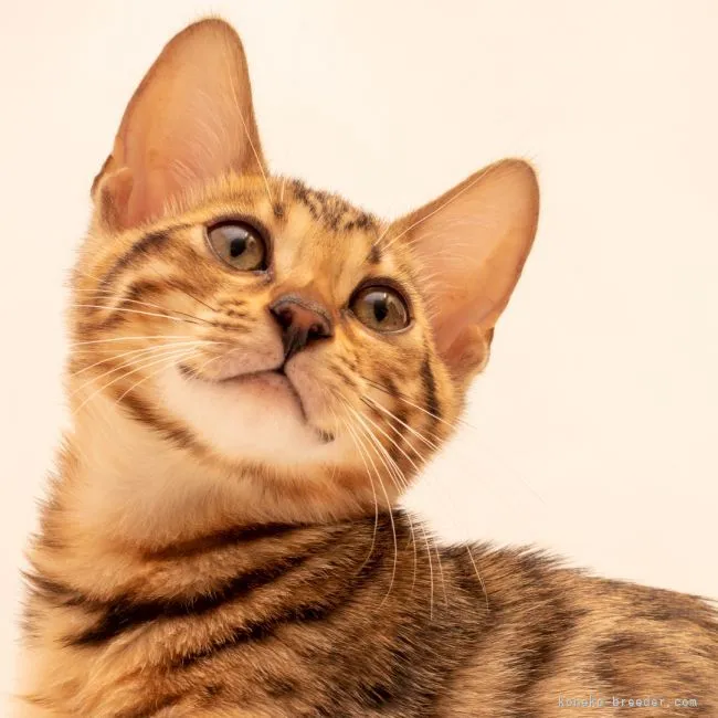ID：2105-02626の子猫