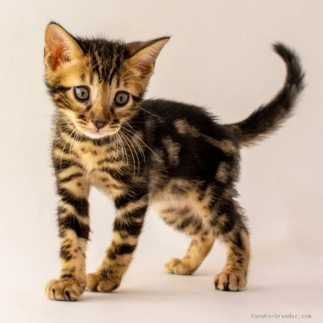 ID：2009-01449の子猫