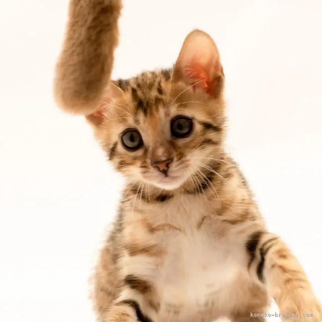 ID:2105-02628の子猫