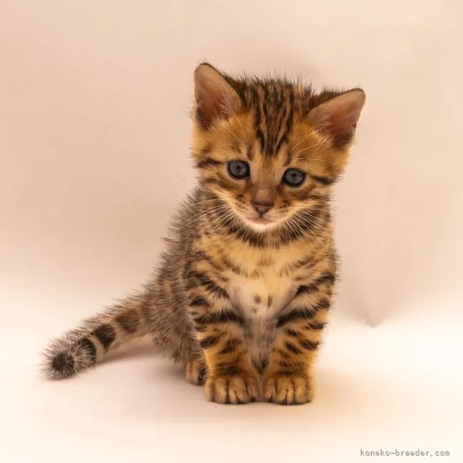 ID:2203-00534の子猫