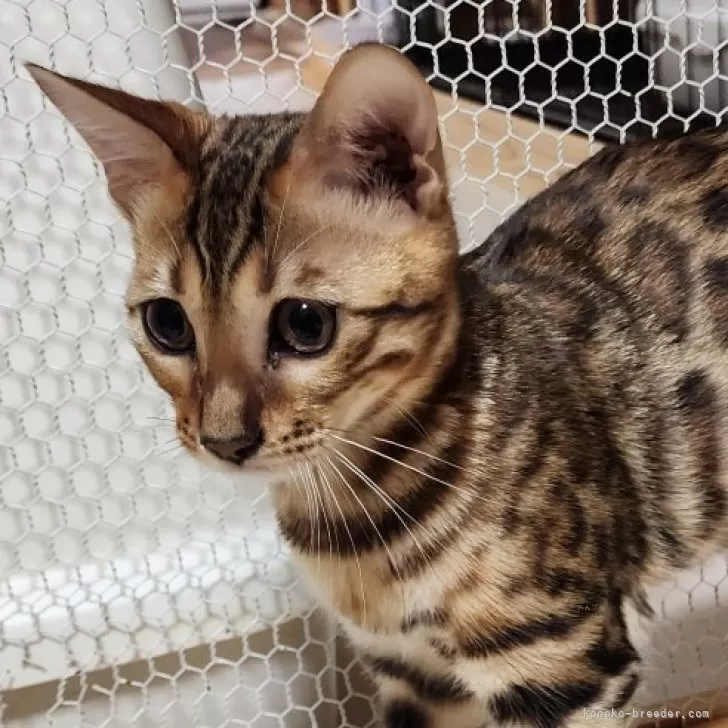 ID:2406-03663の子猫