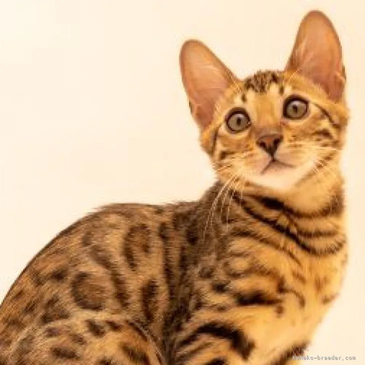 ID：2212-02586の子猫