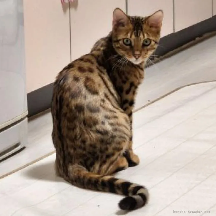 ID：2207-01274の子猫