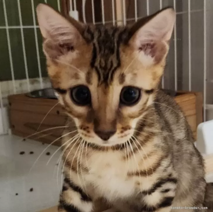 ID：2406-03665の子猫