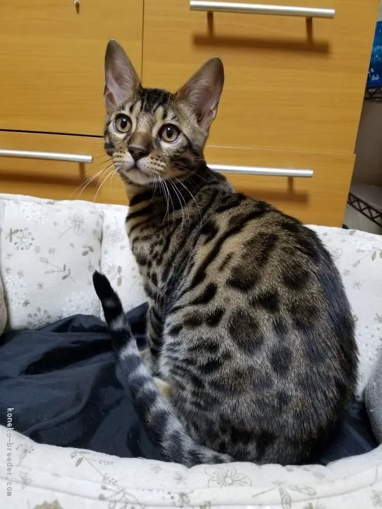 ID:1710-01219の子猫
