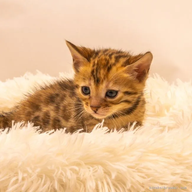 ID:2203-00236の子猫