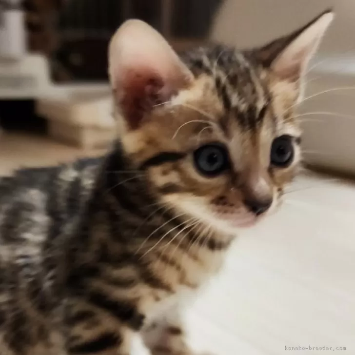 ID:2406-03664の子猫
