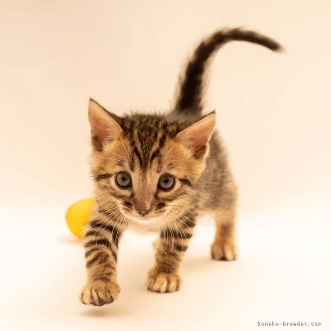 ID:2104-02171の子猫