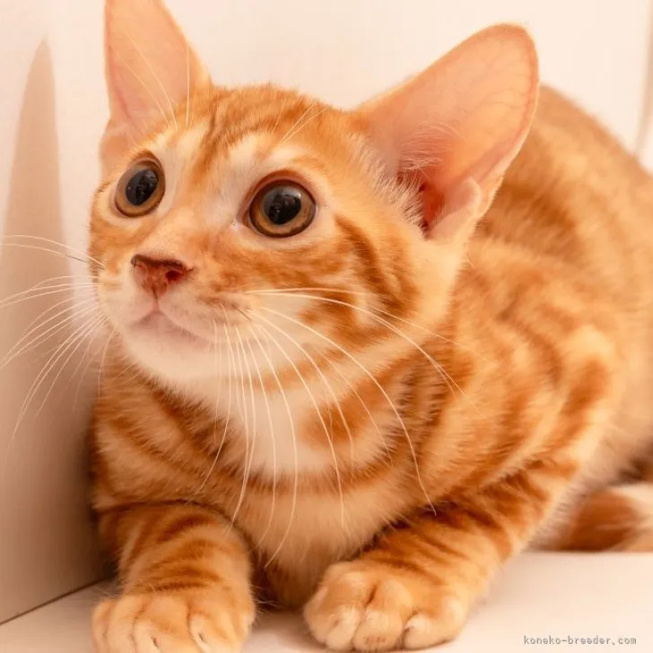 ID:2310-02859の子猫