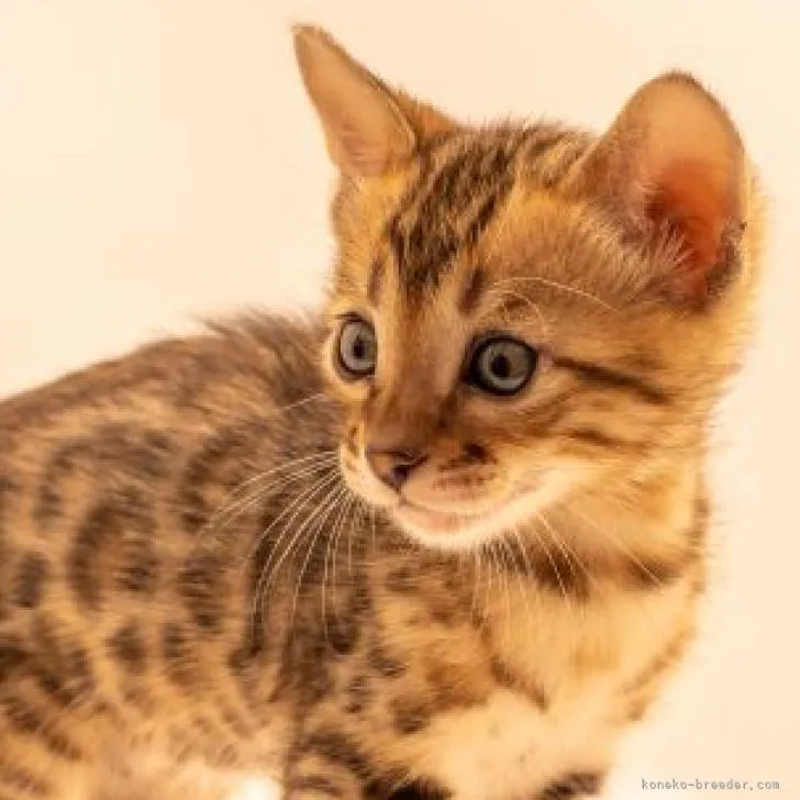 ID:2212-01188の子猫
