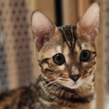 ベンガル【神奈川県・女の子・2024年5月28日・ブラウンスポテッドタビー (ロゼット)（短毛）】の写真「♡見事なタレ目ちゃんです♡」