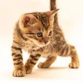 ベンガル【神奈川県・男の子・2022年1月8日・ブラウンスポテッドタビー (ロゼット)】の写真1「2/13撮影」