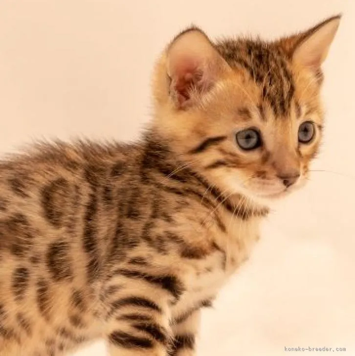 ID:2212-01190の子猫