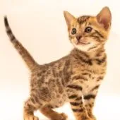 ベンガル【神奈川県・男の子・2022年1月8日・ブラウンスポテッドタビー (ロゼット)】の写真2