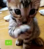 ベンガル【神奈川県・男の子・2020年3月3日・ブラウンスポテッドタビー】の写真2「04/27撮影」