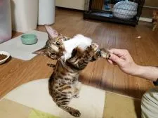 ベンガル【神奈川県・女の子・2017年9月10日・ブラウンスポテッドタビー】の写真3「3/19撮影」