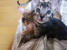 ベンガル【神奈川県・男の子・2020年1月25日・ブラウンスポテッドタビー】の写真3「3/22撮影　やっぱりお膝(笑) 人が好き」