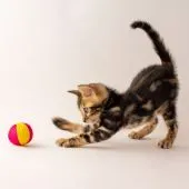 ベンガル【神奈川県・男の子・2020年7月26日・ブラウンマーブル】の写真4「9/13撮影」