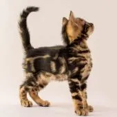 ベンガル【神奈川県・男の子・2020年7月26日・ブラウンマーブル】の写真5「9/13撮影」