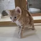 ベンガル【神奈川県・男の子・2025年9月15日・ブラウンスポテッドタビー (ロゼット)】の写真10