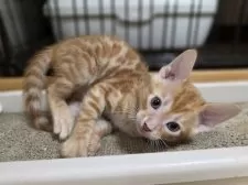 ベンガル【神奈川県・男の子・2025年9月15日・ブラウンスポテッドタビー (ロゼット)】の写真11