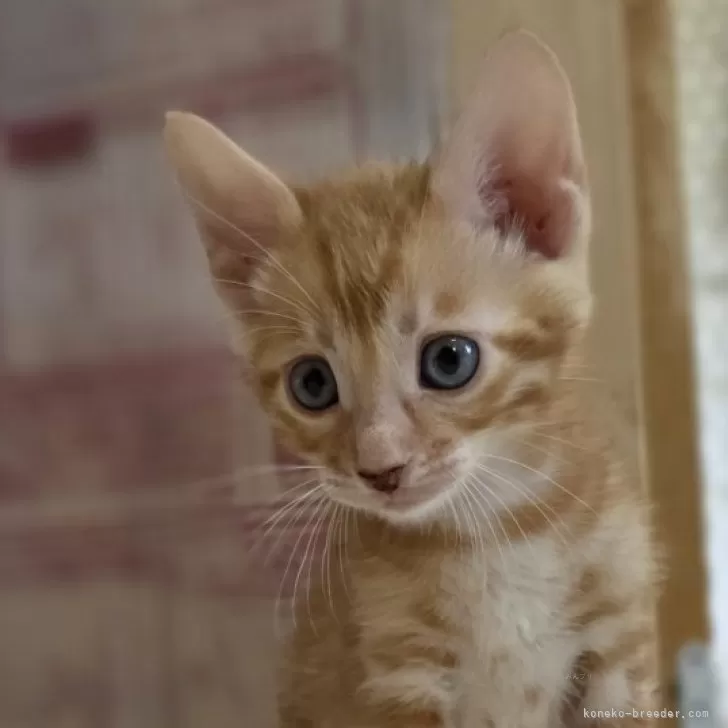 ID:2507-02600の子猫