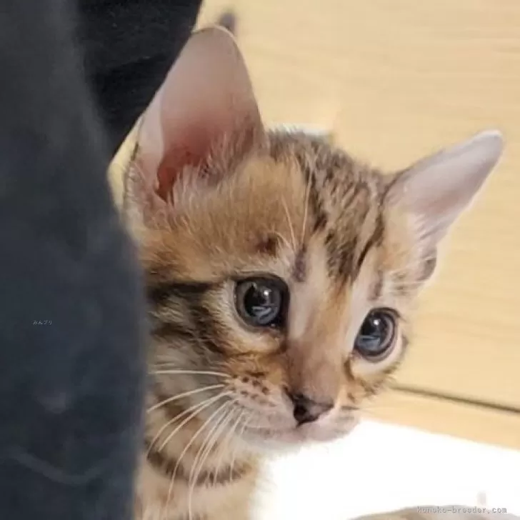 ID:2502-00906の子猫